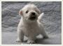 Westie - West Highland White Terrier szczeniaki z rodowodem