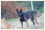 Prado-cudowny pies po przejciach szuka domu