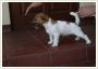 Sprzedam rodowodowe szczenita Jack Russell Terrier