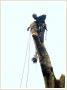 Wycinka drzew metodami alpinistycznymi Krakw maopolska