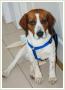 Kochana Luna w pampersie - czeka na dom ! beagle