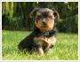 Tiny Yorkshire terrier
