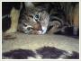 Prgu - Adopcja kota Koty kocita do adopcji