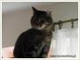Pudzian - Adopcja kota Koty kocita do adopcji