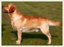 Labrador retriever - Chosna - zapowied miotu