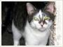 Rafaek - Adopcja kota Koty kocita do adopcji