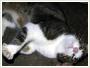 Maa - Adopcja kota Koty kocita do adopcji