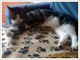 Gacu - Adopcja kota Koty kocita do adopcji