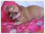 Chihuahua liczny piesek krtkowosy 1400zl