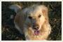 HARRY pies rasy Golden Retriever - Adopcja!
