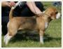 Zagin 4-letni beagle tricolor Jarosawiec