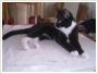 Ramzesik - Adopcja kota Koty kocita do adopcji