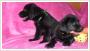 Labrador retriever - labradory sodkie  wgielki