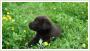 Labrador retriever - Labradory czekoladowe