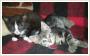 Klara i Karo 8tygodniowe kociaki szukaj domu