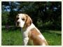 ZAGIN pies beagle bicolor Pozna – Strzeszyn Grecki