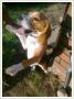 Zagina roczna sunia beagle tricolor ok. Poznania