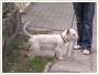 Oskar mix West Highland White Terriera szuka domu