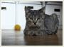 Blusia i Burasia - sodkie koteczki szukaj domkw na zawsze