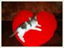 Micu - Adopcja kota Koty kocita do adopcji