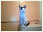 Figa - Adopcja kota Koty kocita do adopcji