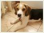 Zagin 3 letni beagle tricolor