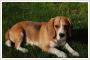 Nadal poszukiwany beagle PAKO!