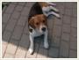 Cay czas poszukiwany pies beagle BAJGEL!