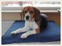 Zagin 3-letni beagle tricolor ok. Kieczewa/Kociana
