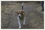 Zagin 4-letni beagle tricolor Katowice