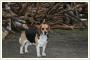 Zagin 4-letni beagle tricolor Drgowina