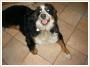 Berneski Pies Pasterski - Wila - adopcja