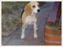 Zagina 3 letnia suczka beagle tricolor Pruszkw