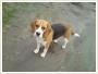 Zagin 3-letni beagle tricolor Zielonki k. Krakowa