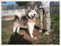 Szukamy domu dla Szamana, 4 letniego psa w typie rasy alaska