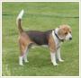 Zagina 4 letni beagle tricolor Grodzisk Wlkp.