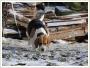 Moda sunia beagle szuka dobrego domu