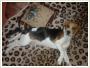 Zaginął młody samiec beagle tricolor - Mokas, ok. Sochaczewa