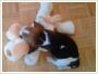 Zagin 3-miesieczny szczeniak beagle tricolor ok. Otwocka
