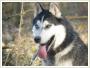 FADO - mody Siberian husky szuka nowego domku