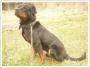 Fundacja Skrzydlaty Pies szuka domu dla piknego rottweilera