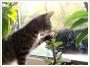 RYSIO – 3 m-czny ciemno-srebrzysty kotek szuka domku!