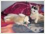 Dwie cudowne mae koteczki (UR. OKOO 10 MAJA 2012) szukaj 