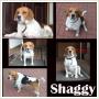 Pies beagle SHAGGY szuka nowego domu