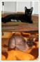 Kociaki wnuczki sinksa petersburkego i kotka czarnego ...