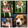 Do adopcji urocza sunia beagle d