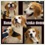Do adopcji sunia beagle HANA