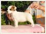 Jack Russell Terrier Fioletowa Magia FCI suczki