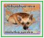 Maleka SUCZKA mix Chihuahua szuka domu