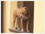 WSPANIAY PIT BULL RED NOSE DO ADOPCJI